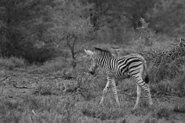 Siyah ve beyaz fotoğraf Zebra yavru siyah ve beyaz çizgili, Kruger National Park, Güney Afrika