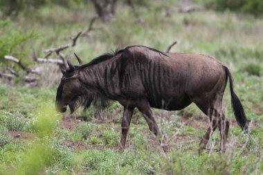 Wildebeest, gnu, Kruger National Park