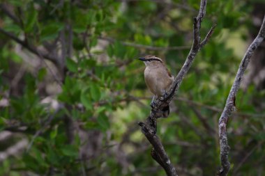 Gür bir ağaçta saklanan kahverengi taçlı çayogra kuşu, Kruger Ulusal Parkı, Güney Afrika