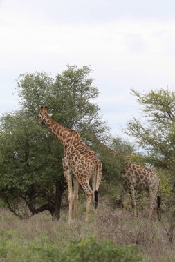 Kruger National Park, Güney Afrika bir diken ağaç yaprakları yeme zürafalar 