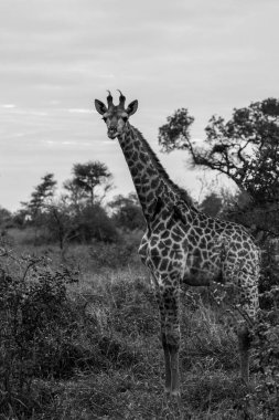 Siyah ve beyaz fotoğraf genç zürafa ayakta açık Bush Safari, Kruger National Park, Güney Afrika