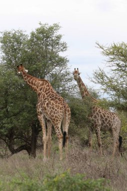 Kruger National Park, Güney Afrika bir diken ağaç yaprakları yeme zürafalar 