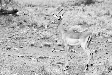 Siyah ve beyaz fotoğraf başına bush, Kruger National Park vakit Impala RAM