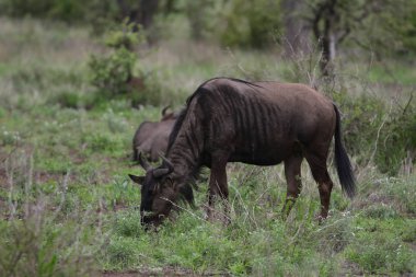 Otlakta hareket halindeki antilop sürüsü, Kruger Ulusal Parkı, Güney Afrika