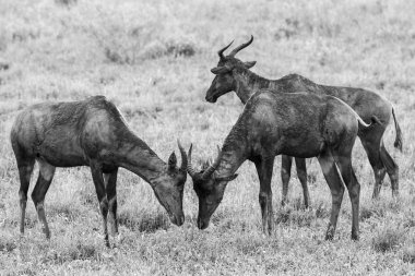 Çimenli bir ovada küçük kızıl hartebeest antilop sürüsü, Kruger Ulusal Parkı, Güney Afrika