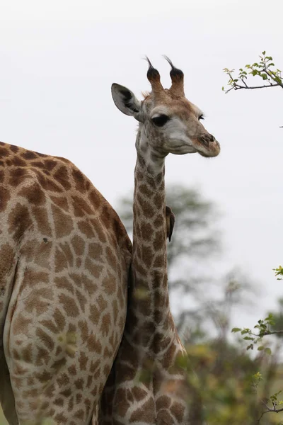 立っている若いキリン クルーガー国立公園 南アフリカのサファリにブッシュを開く — ストック写真