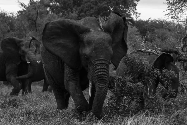 Elefante Africano Enojado Corriendo Cargando Arbusto Parque Nacional Kruger — Foto de Stock
