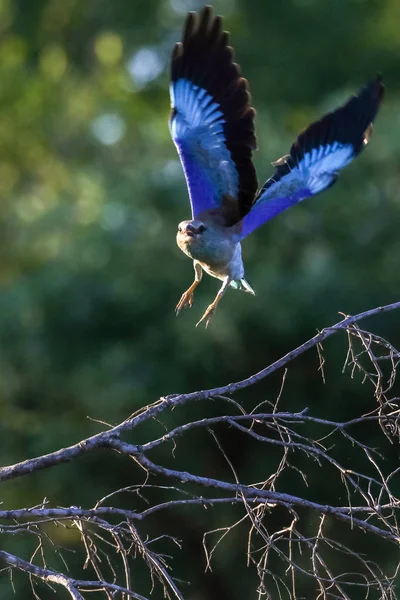 Niebieski Europejski Ptak Rolkowy Kruger National Park Republika Południowej Afryki — Zdjęcie stockowe