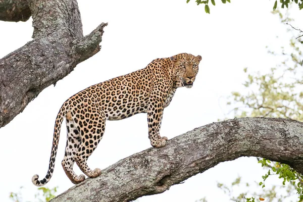 Leopard Klättring Stora Träd Med Starka Ben Kruger National Park — Stockfoto