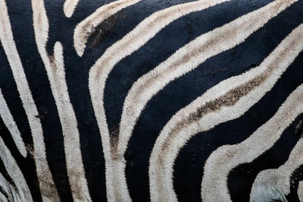 Cebra Con Rayas Blancas Negras Patrón Parque Nacional Kruger Sudáfrica — Foto de Stock