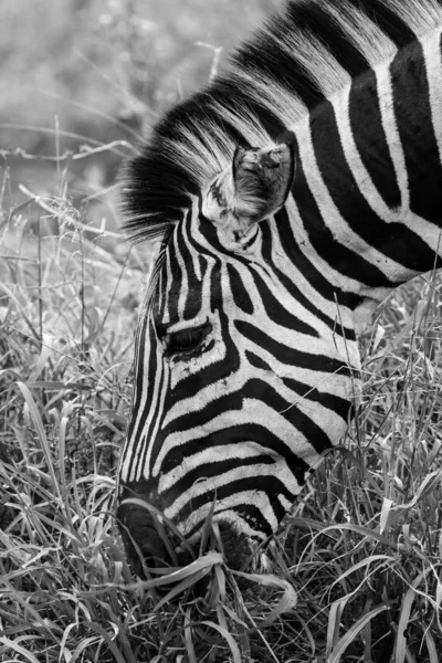 Svartvitt Foto Zebra Med Svarta Och Vita Ränder Äter Gräs — Stockfoto