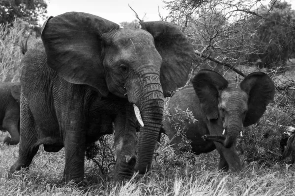Elefante Africano Enojado Corriendo Cargando Arbusto Parque Nacional Kruger — Foto de Stock