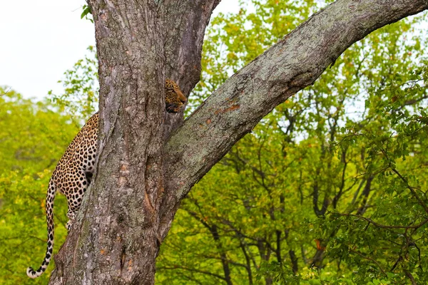 Leopard Klättring Stora Träd Med Starka Ben Kruger National Park — Stockfoto