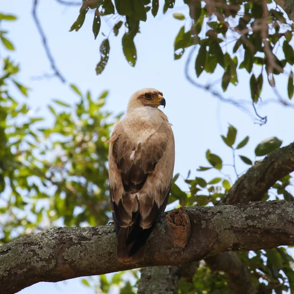 Pequeño Águila Marrón Sentado Rama Gruesa Del Árbol Parque Nacional — Foto de Stock