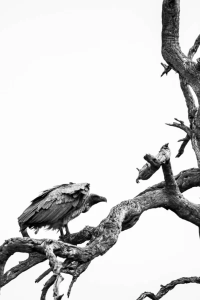 Білоспинна Пташка Мертвому Дереві Чистим Небом Задньому Плані Національний Парк — стокове фото