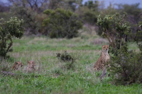 Aile Grup Çitalar Açık Otlakta Kruger National Park Avlamak Hazırlanıyor — Stok fotoğraf