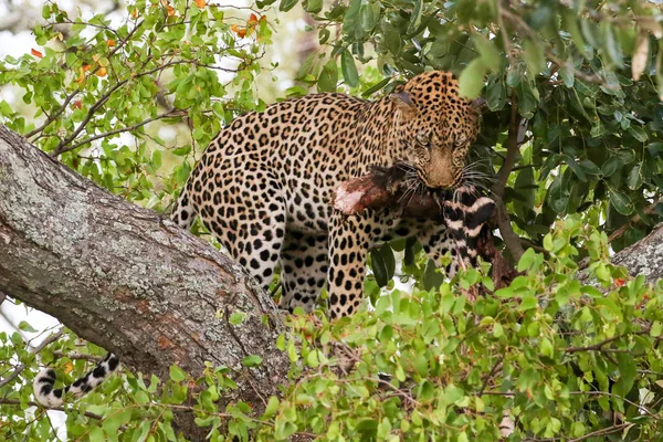 Леопард Ест Зебру Дереве Национальный Парк Крюгер Южная Африка — стоковое фото