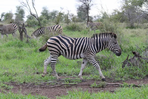 Zebra Met Zwarte Witte Strepen Een Grote Schade Wond Lijn — Stockfoto