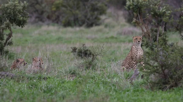 Groupe Familial Guépards Préparant Chasser Dans Les Prairies Ouvertes Parc — Photo