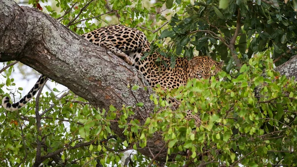 Leopard Klättring Stora Träd Med Starka Ben Kruger National Park — Stockfoto