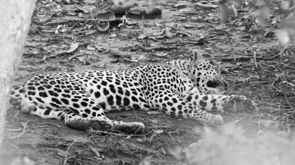 Black and white photo of Leopard lying hidden on ground and sleeping, Kruger National Park, South Africa