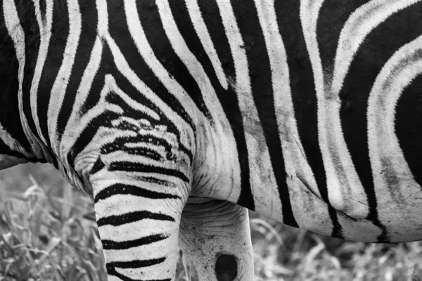 Svartvitt Foto Zebra Med Svarta Och Vita Ränder Ett Mönster — Stockfoto