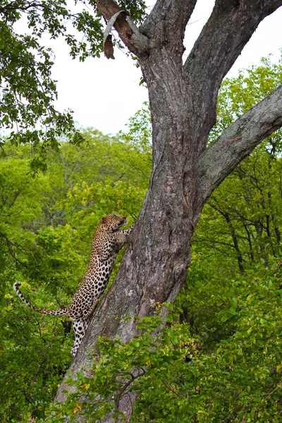 Леопард Взбирается Большое Дерево Сильными Ногами Национальный Парк Крюгер Юар — стоковое фото