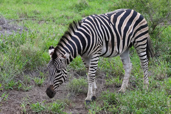 Zebra Met Zwarte Witte Strepen Een Grote Schade Wond Lijn — Stockfoto