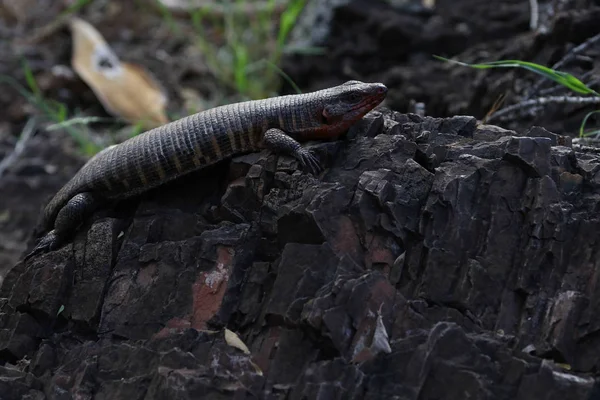 Gyík Feküdt Egy Szikla Kruger Nemzeti Park Dél Afrika — Stock Fotó