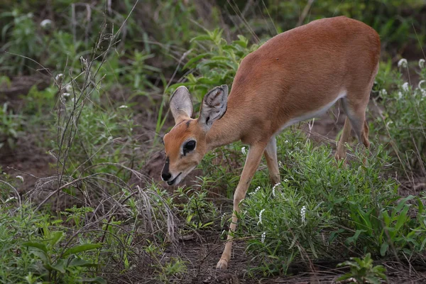 Petite Antilope Steenbok Recherche Nourriture Dans Parc National Kruger — Photo