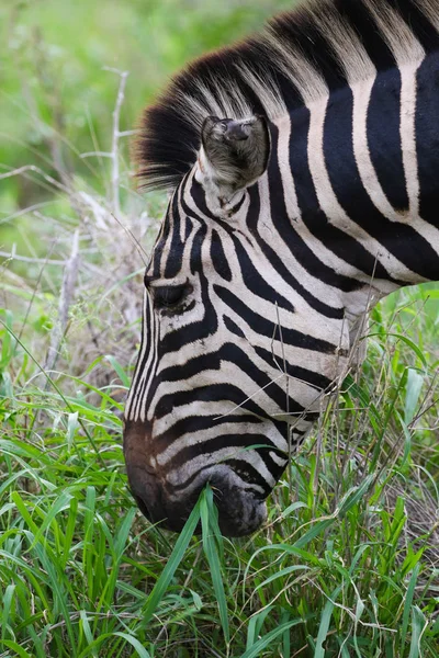 Zebra Con Strisce Bianche Nere Che Mangiano Erba Kruger National — Foto Stock