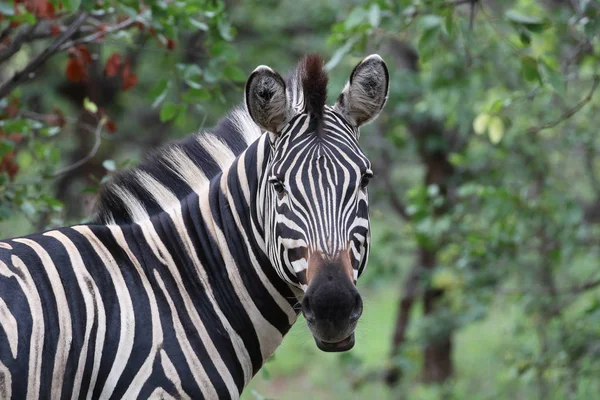 Zebra Mit Schwarz Weißen Streifen Kruger Nationalpark Südafrika — Stockfoto