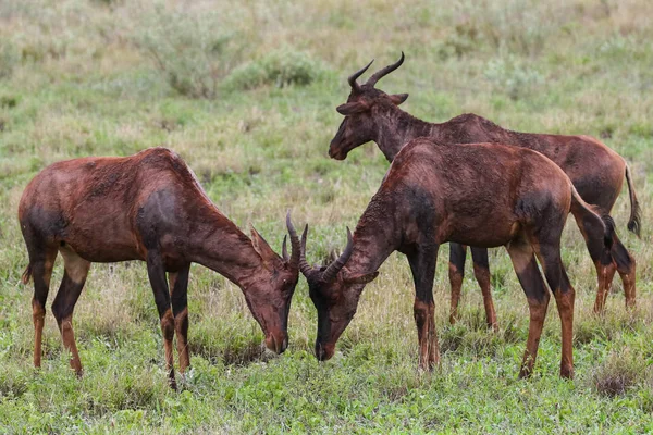 Kleine Herde Rotwildantilopen Auf Einer Grasbewachsenen Ebene Beim Fressen Kruger — Stockfoto