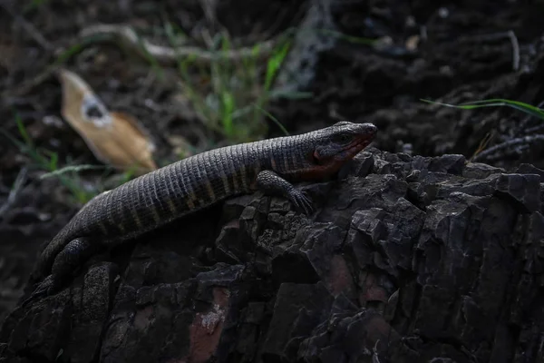 Gyík Feküdt Egy Szikla Kruger Nemzeti Park Dél Afrika — Stock Fotó