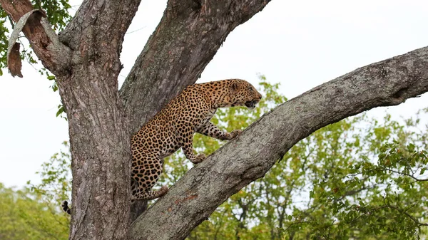 Leopard Klättring Stora Träd Med Starka Ben Kruger National Park — Stockfoto