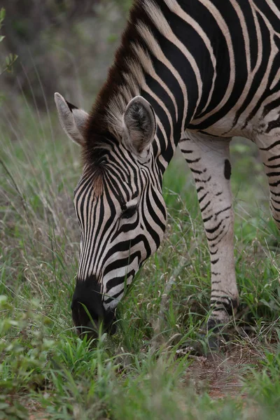 Zebra Com Listras Pretas Brancas Comendo Grama Kruger National Park — Fotografia de Stock