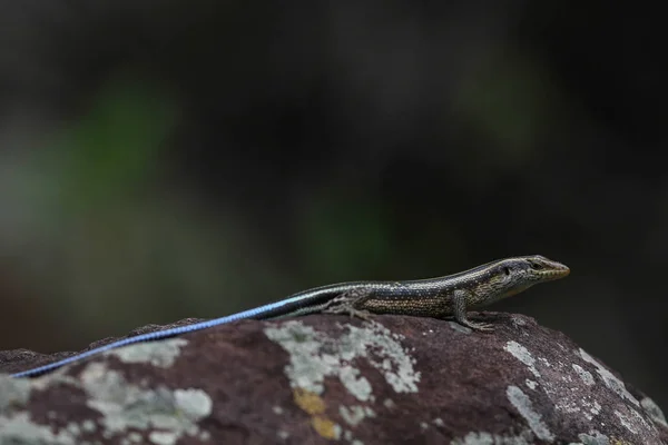 Blue Tailed Flat Lizard Lichen Covered Rock Dark Green Background — Stock Photo, Image