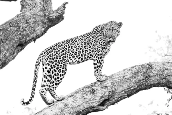 Leopard Wspinaczka Duże Drzewo Silnymi Nogami Kruger National Park Afryka — Zdjęcie stockowe