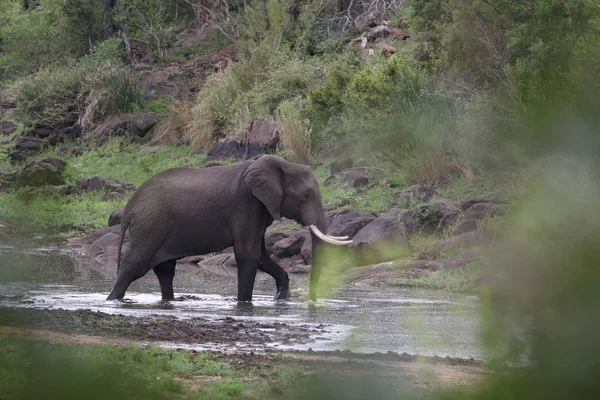 Elefante Africano Caminando Río Parque Nacional Kruger — Foto de Stock