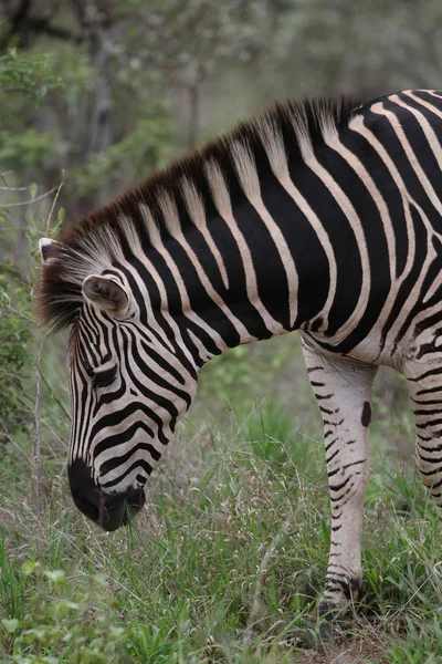 Zebra Con Strisce Bianche Nere Che Mangiano Erba Kruger National — Foto Stock