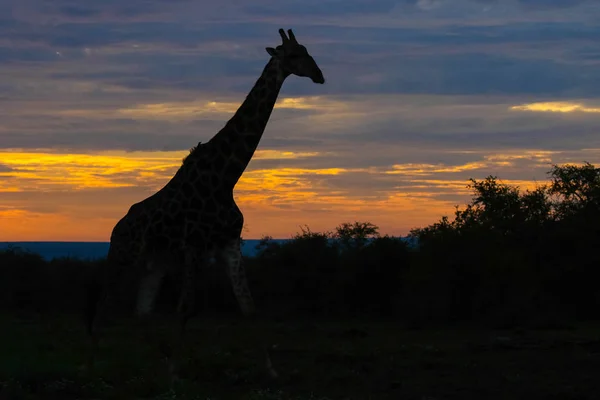 Giraff Promenader Framför Färgglada Sunrise Kruger National Park Sydafrika — Stockfoto