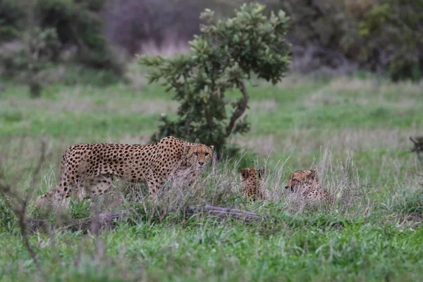 Aile Grup Çitalar Açık Otlakta Kruger National Park Avlamak Hazırlanıyor — Stok fotoğraf