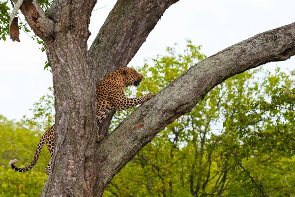 Леопард Взбирается Большое Дерево Сильными Ногами Национальный Парк Крюгер Юар — стоковое фото