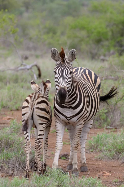 Zebra Źrebię Czarno Białe Paski Kruger National Park Afryka Południowa — Zdjęcie stockowe