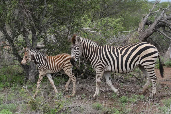 Cebra Potro Con Rayas Blancas Negras Parque Nacional Kruger Sudáfrica — Foto de Stock