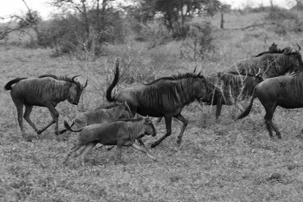 Familienherde Von Gnus Antilopen Unterwegs Durch Grasland Kruger Nationalpark Südafrika — Stockfoto