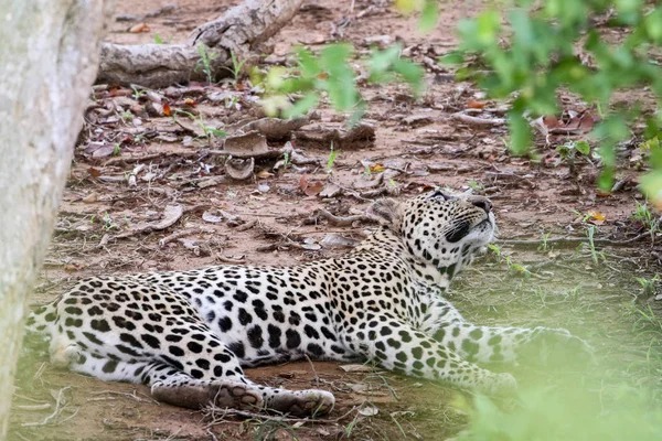 Leopardo Escondido Suelo Parque Nacional Kruger Sudáfrica —  Fotos de Stock