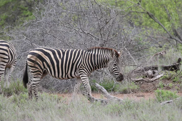 Zebra Fekete Fehér Csíkos Eszik Füvet Kruger National Park Dél — Stock Fotó