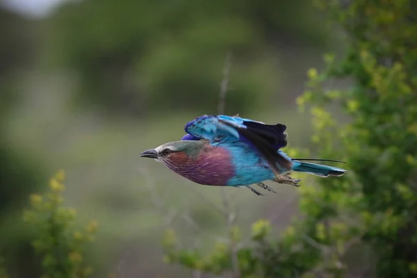 Niebieski Europejski Ptak Rolkowy Kruger National Park Republika Południowej Afryki — Zdjęcie stockowe