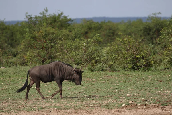Gnu antilopları yiyecek ot aramak için çalılıkların arasında yürürken, Kruger Milli Parkı